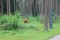 3 Bilder vor