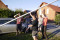 4 Bilder vor